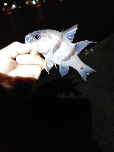 クロイシモチの釣果