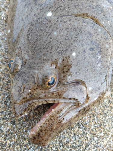 ソゲの釣果