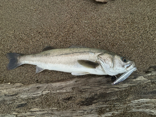 スズキの釣果