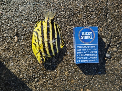 カゴカキダイの釣果