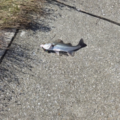 セイゴ（マルスズキ）の釣果