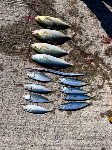 ショゴの釣果