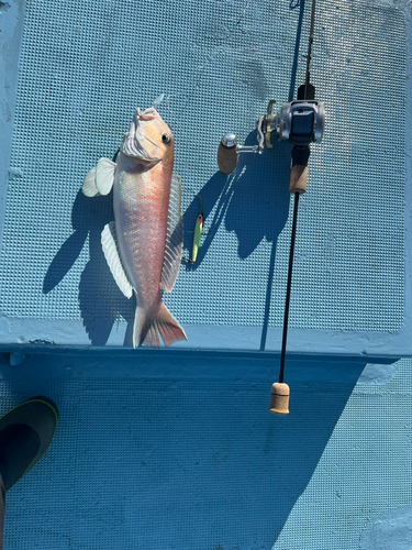 シロアマダイの釣果