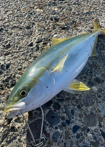 ワカシの釣果