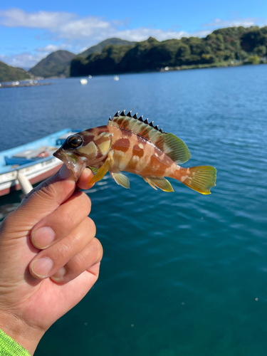 アカハタの釣果