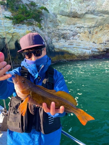 アイナメの釣果