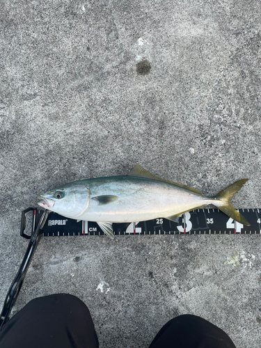 イナダの釣果