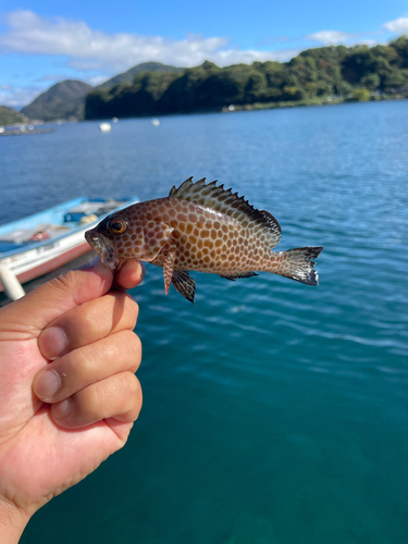 オオモンハタの釣果