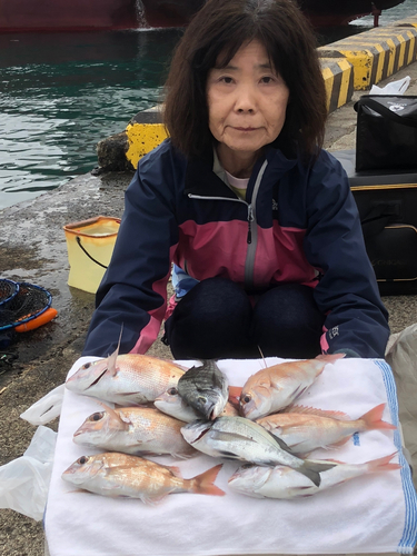 マダイの釣果