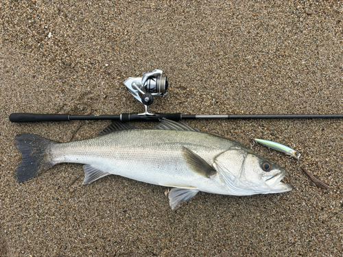 スズキの釣果