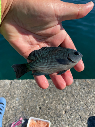 メジナの釣果