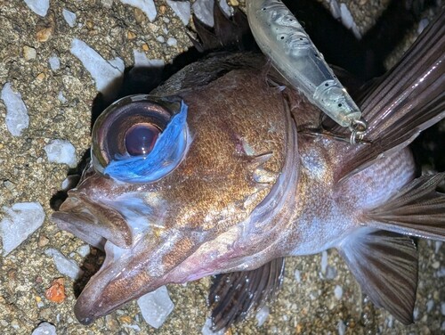 メバルの釣果