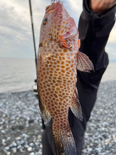 オオモンハタの釣果