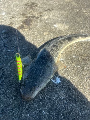 マゴチの釣果