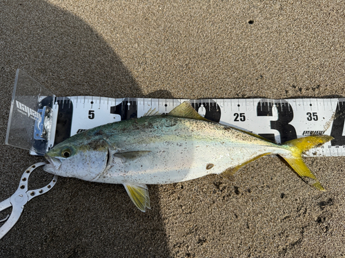 イナダの釣果