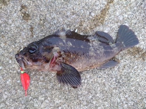 ソイの釣果