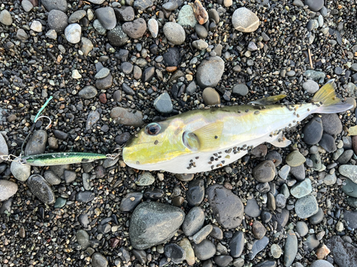 シロサバフグの釣果