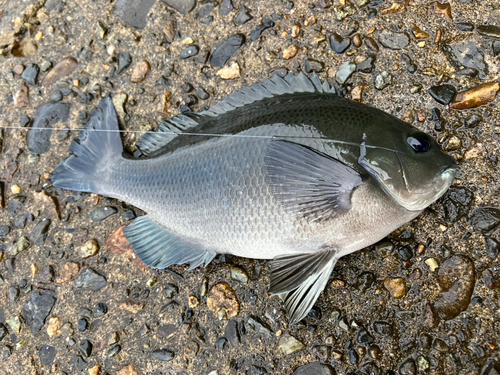 メジナの釣果