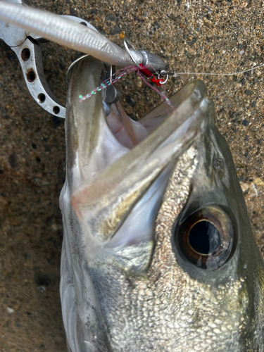 スズキの釣果