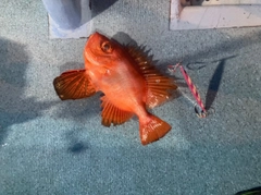 チカメキントキの釣果