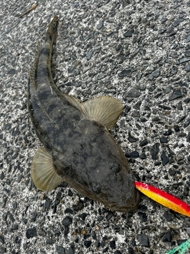 マゴチの釣果