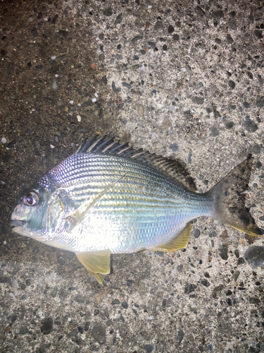 ヘダイの釣果