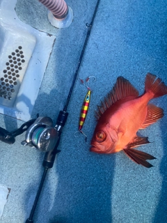 チカメキントキの釣果