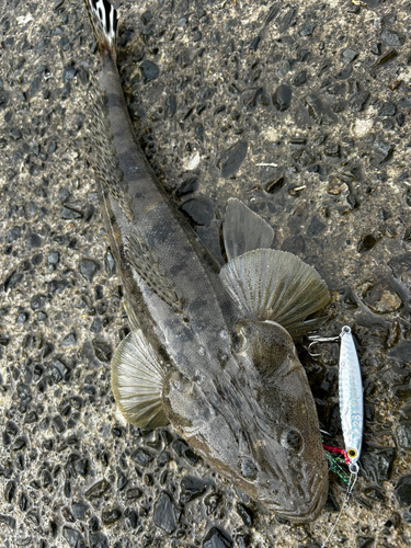 マゴチの釣果