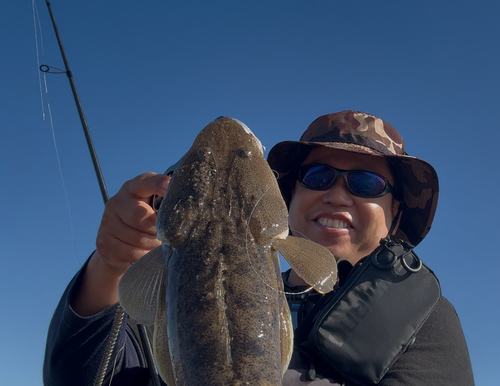 マゴチの釣果