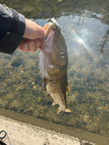 ニゴイの釣果