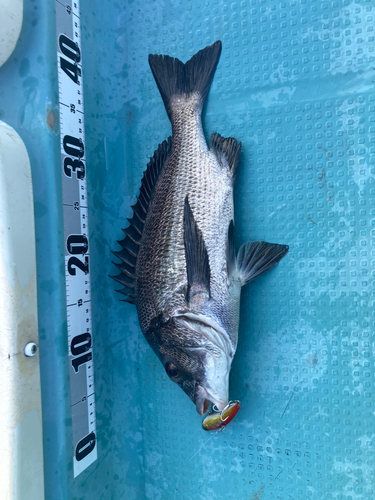 クロダイの釣果