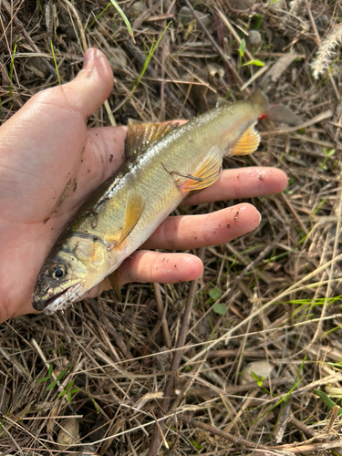 アユの釣果