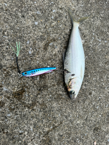 コノシロの釣果