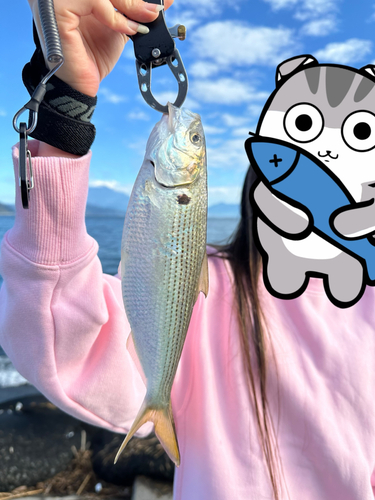 コノシロの釣果