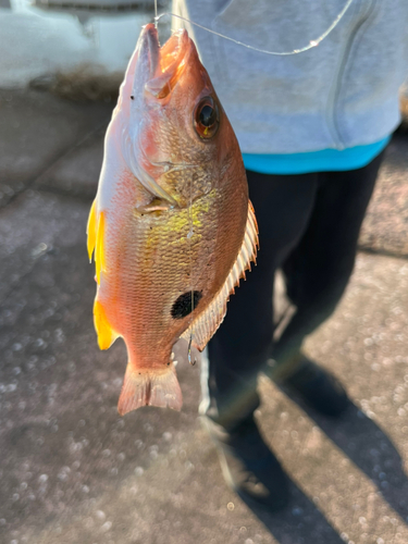 クロホシフエダイの釣果