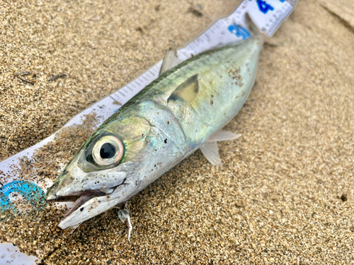 サバの釣果