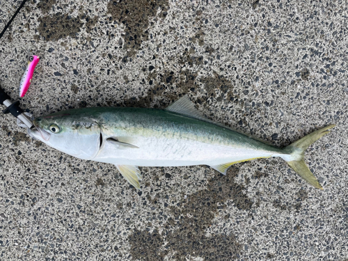 ブリの釣果