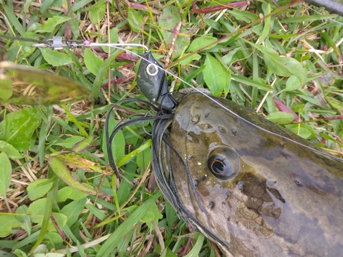 ライギョの釣果