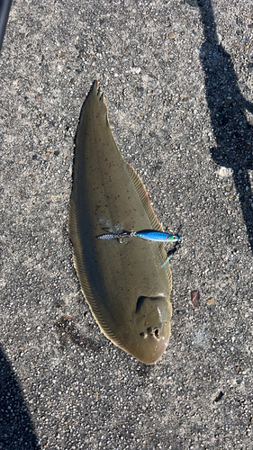 シタビラメの釣果