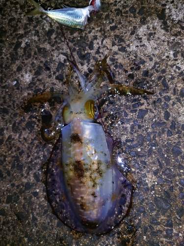 アオリイカの釣果