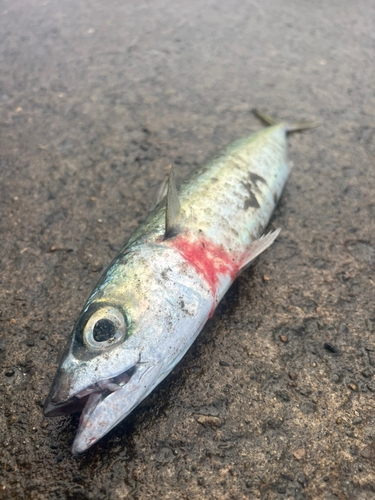 サバの釣果