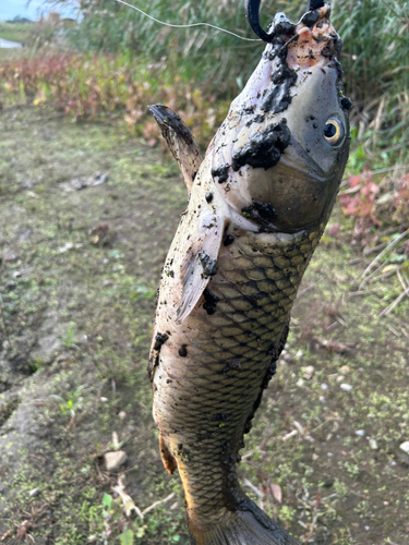 コイの釣果