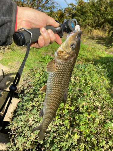 ニゴイの釣果