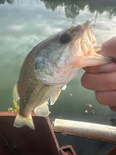 ラージマウスバスの釣果