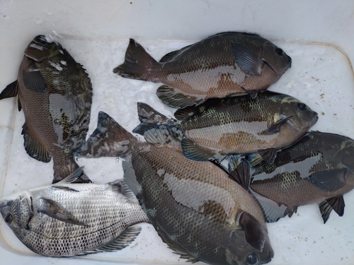 クチブトグレの釣果