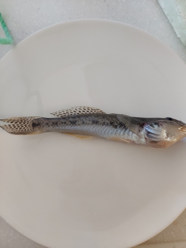 ハゼの釣果