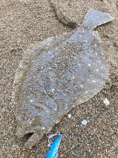 ヒラメの釣果