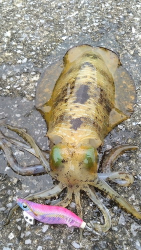 アオリイカの釣果