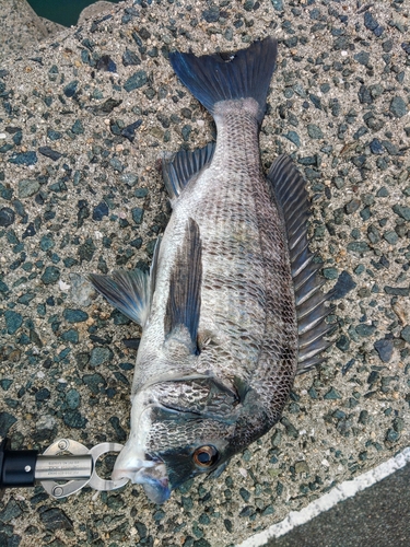 クロダイの釣果