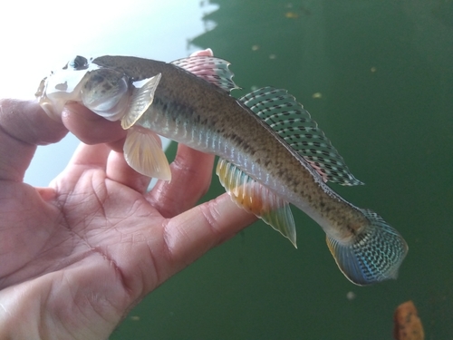 マハゼの釣果